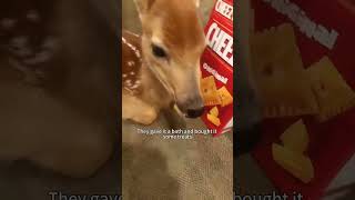 A fawn journey of rescue, love, and reunion #shortsvideo #animalshorts #animalslover #fawn