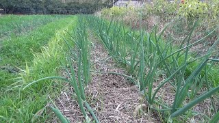 【自然農】2023年12月21日 モロヘイヤ栽培あとは地力落ちる・早生玉ねぎ順調【natural farming】