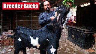 Breeder Bucks Of Adeel Butt Lahore 2024 | Bakra Mandi