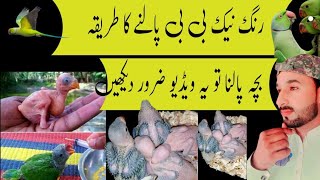 Indian ringneck baby paalne ka tarika / Urdu Hindi