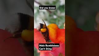 Bumble bees are important! and fun to watch. #nature #garden #flower #bee #facts