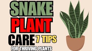 Snake Plant Care: 7 Tips For Thriving Plants