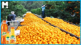 Awesome Orange Farming and Harvesting Agriculture Technology - How Orange Juice Is Made In Factory