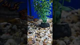 Cockatoo Dwarf Cichild #aquarium #fish #aquariumfish #viral #shorts #viralshorts