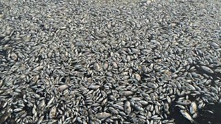 Millions fishises Are die😢😥