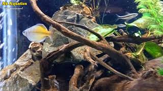 Nature Aquarium Fishes...