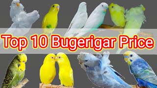 বাজরিগার পাখির দাম/ Bugerigar Price in Bangladesh.