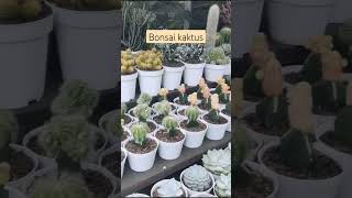 Bonsai Kaktus #bonsai #kaktus