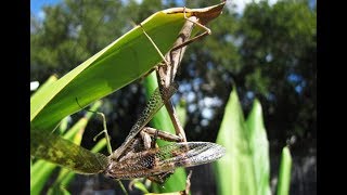 batle mantis / боевой богомол 20190824 180505