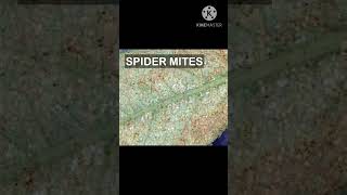 पौधों में होने वाले spidermites का सफ़ाया homeopathy से#shorts