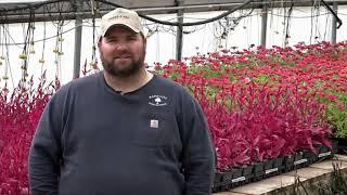 Rapid City's Flower Guy: the man in charge of growing the flowers that decorate the city