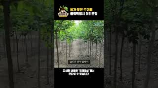 비가 잦은 주기에 굴취작업시 어려운 점 | 나무대장🌳 나무농사의 모든것