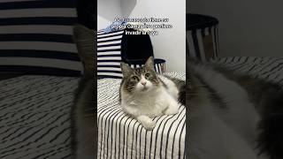 TITO EL BAMBINO - Mi Cama Huele A Ti  📣👀🐈‍⬛