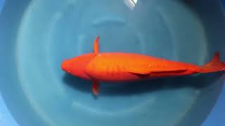 Red Karashigoi big sansai Female jumbo koi Marusei 70-75 cm NEW Heeschkoi