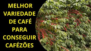 Melhor variedade de café  para conseguir cafézões