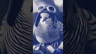 Zebra Dove Bird AI Image