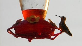 An Iowa Mom Feeds Hummingbirds