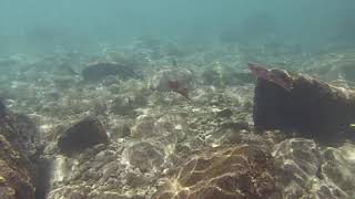 Cuttle fish honolua bay Maui snorkeling