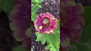 If you’re new to gardening, zinnias are the perfect flower to grow as a beginner! #flowergardening