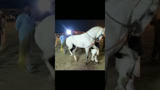 Horse dance dhamal | Ghoda shera Punjab -67