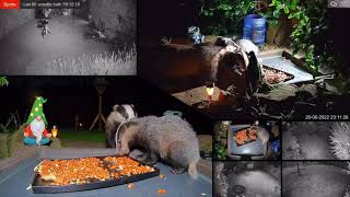 “Come Along Now, Child!” - Badger Mum Has to Drag Her Cub Away From The Food!