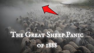 What Scared These 10 000 Sheep To Death?