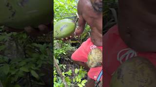 Coconuts Harvest