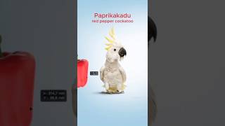 How to Combine a Cockatoo and Redpeppers in photoshop #graphicdesgin #adobe #art #viral #shorts