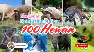 Mengenal 100 Nama Hewan dan Tempat Tinggalnya • Babi, Kura Kura, Gurita, Koala, Lumba lumba, Gaja