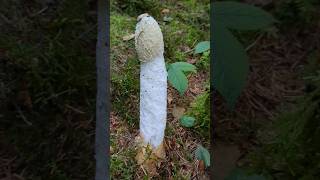 Hot Forest #forest #forager #stinkhorn #mushroom