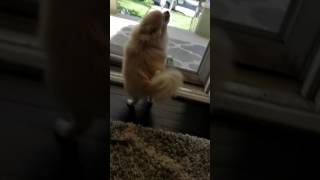 Excited Pomeranian