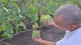 Szőlőfürtök bezacskózása  2022.07.28-án  -  Bagging of bunches of grapes on 28/07/2022