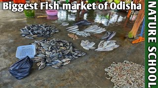 fish sale in chilika fish market of balugaon all variety of fish prawn crab available here