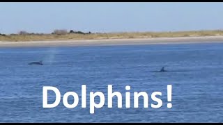 Folly Beach, Charleston, South Carolina. Dolphins!!!