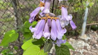 Princess tree blooms - Paulownia tomentosa -Empress tree