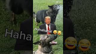 Trump sounds exactly like my gsd's when they see a garden hose! 😂😂 #gsd #germanshepherd