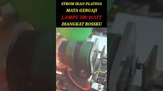 Strom ikan Platina 500 watt diangkat#shorts