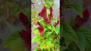 Kakastaréj (Celosia argentea) 2.