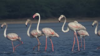 'Pulicat Bird Sanctuary' wildlife documentary |