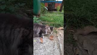 Kucing Ikut Berbuka Puasa Di Akhir Ramadhan #shorts