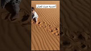 اثر حيوان اليف و لطيف و عنده قدرات خارقه