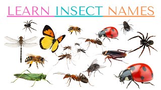 Exploring the World of Bugs: A Children's Guide to Common Insects | Insect Name With Pic & Spelling