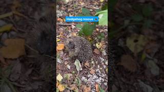 Hedgehog rescue #naturelover #planetearth #sustainability