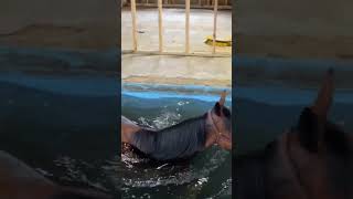 Swimming horse