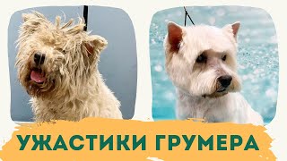 "Ужастики" грумера. Истории запущенных клиентов