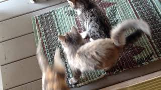 old video with kittens (circa 2017)