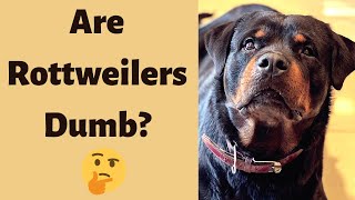 Rottweiler Intelligence: Are They Really Dumb like Some People Say?