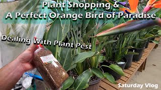 Plant Pest || Plant Shopping || Special New Plant!  || Orange Bird of Paradise Talk || Saturday Vlog