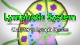 Lymphatic System | Chapter 3: Lymphoid Organs (Lymph node)