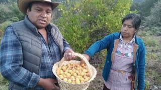 es temporada de chabacano 🍑 en mi rancho una deliciosa y rica fruta